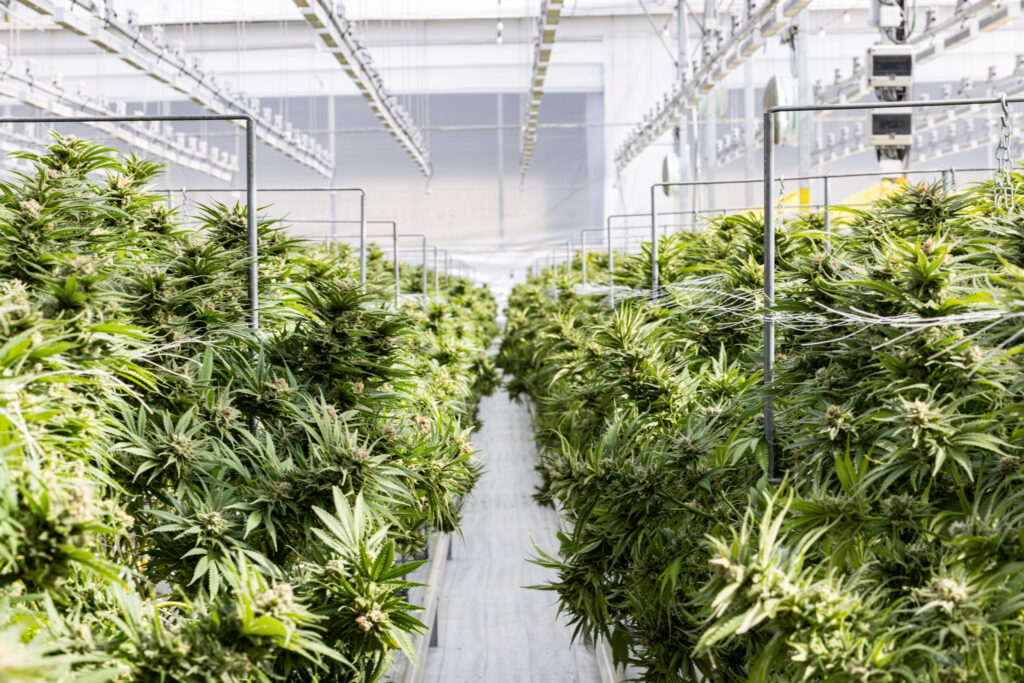 Cannabis Flowers Background